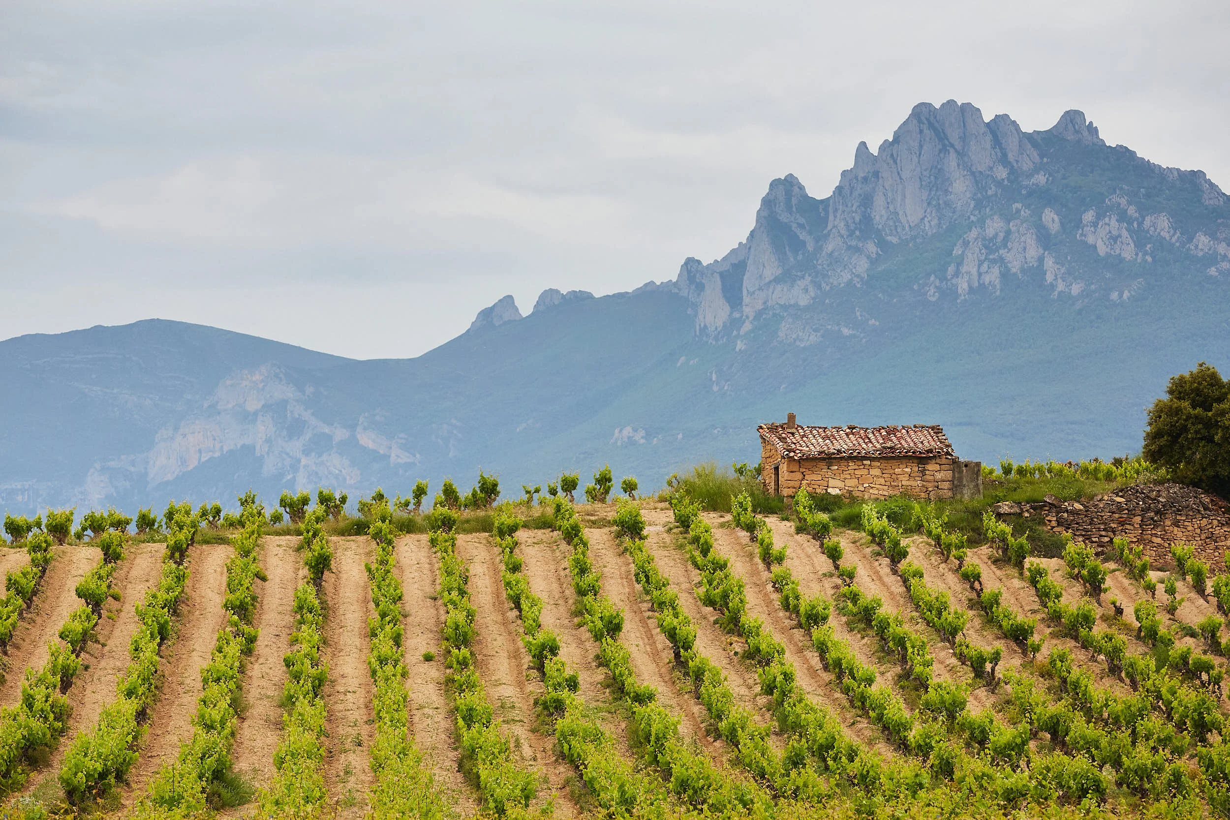 7/6/18 Viñedos, Lanciego, Álava, Pais Vasco, España. Photo by James Sturcke | sturcke.org