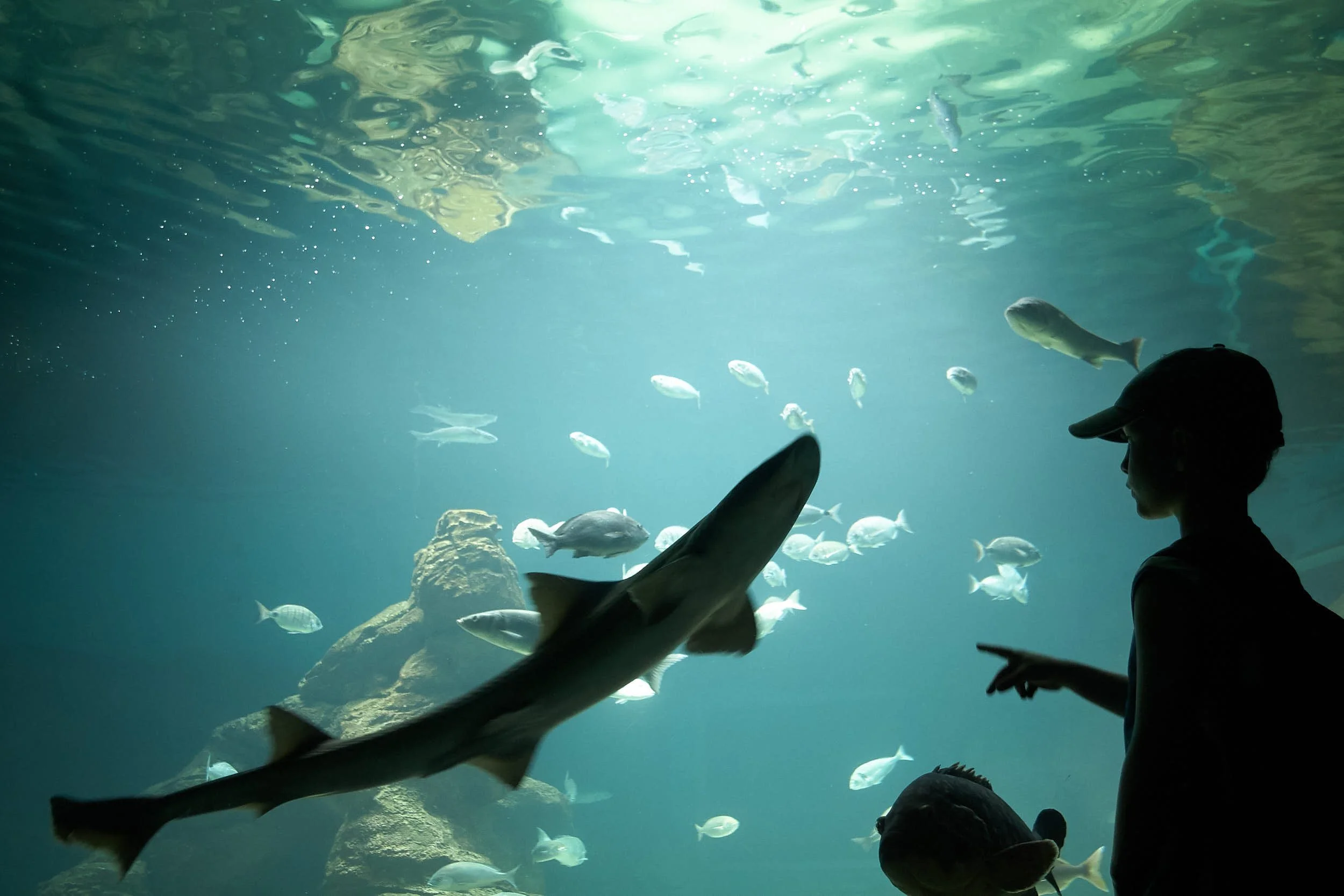 Child watching shark in Aquarium, Santander, Cantabria. Photo by James Sturcke 