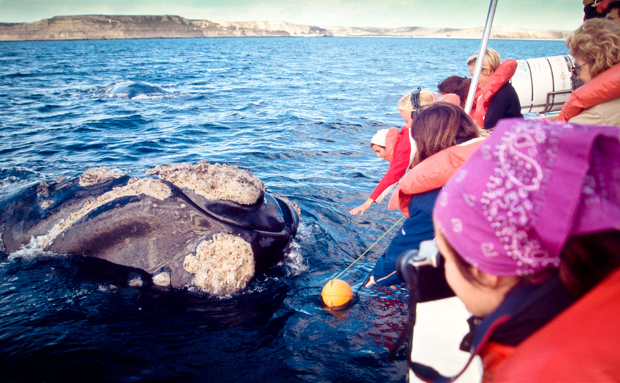 Patagonia, Argentina. 18/11/2003.
Tourists watching Southern Right Whales off Peninsula Valdes, Golfo Nuevo, Chubut.  ©James Sturcke