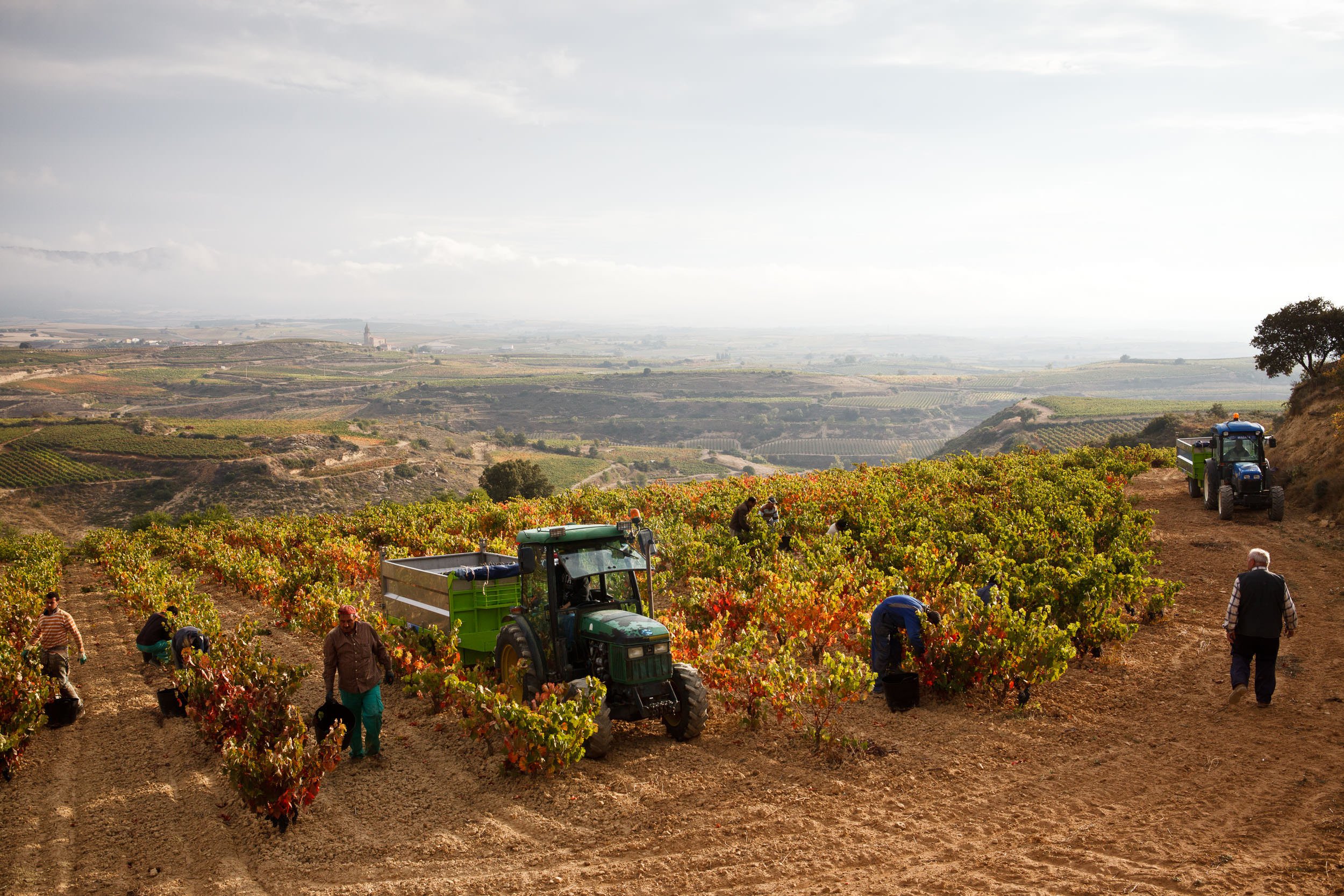 8 October 2010. Foreman overseas Moroccan pickers during Rioja grape harvest at Casa Primicia winery, Laguardia, Alava, Spain. A third of Rioja wine exports are destined for the UK. Photo by James Sturcke | sturcke.org