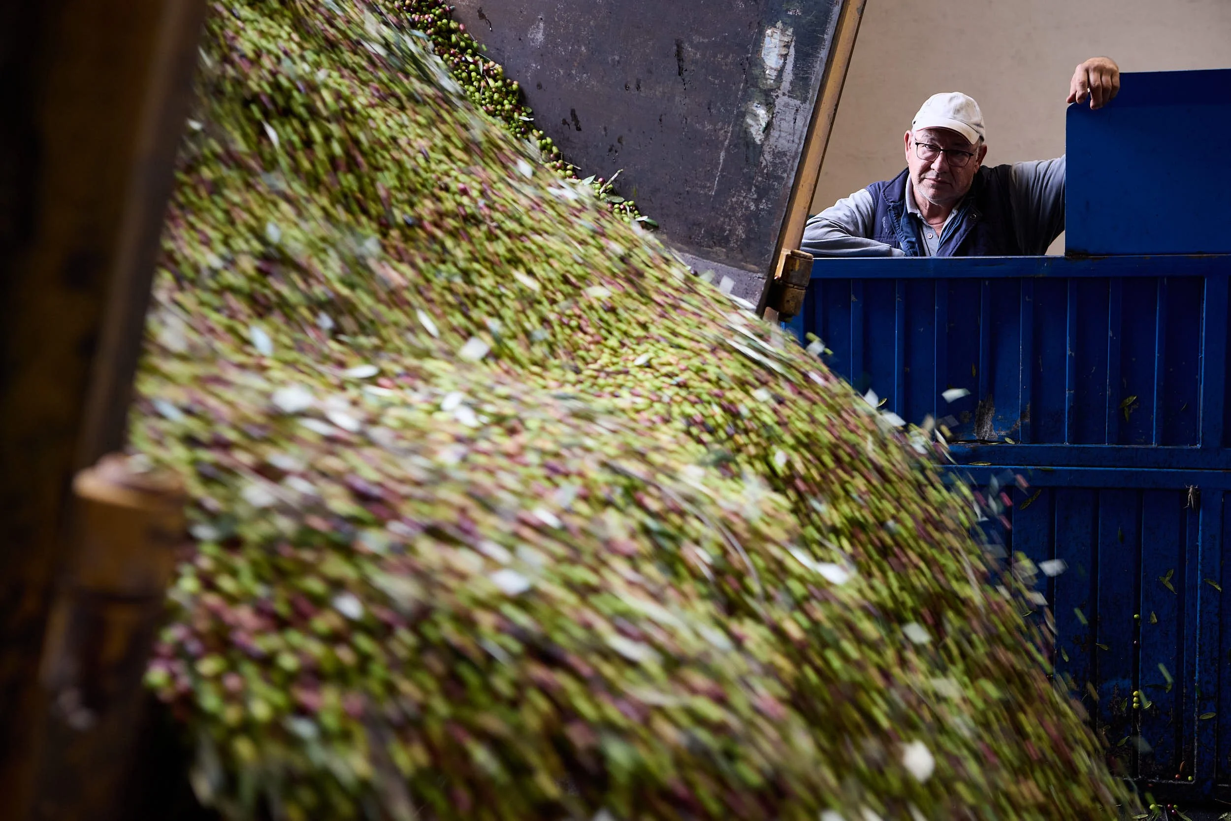 5/12/24 Cosecha de oliva, Trujal Hacienda Ortigosa, Viana (Navarra), Spain. Photo by James Sturcke | sturcke.org