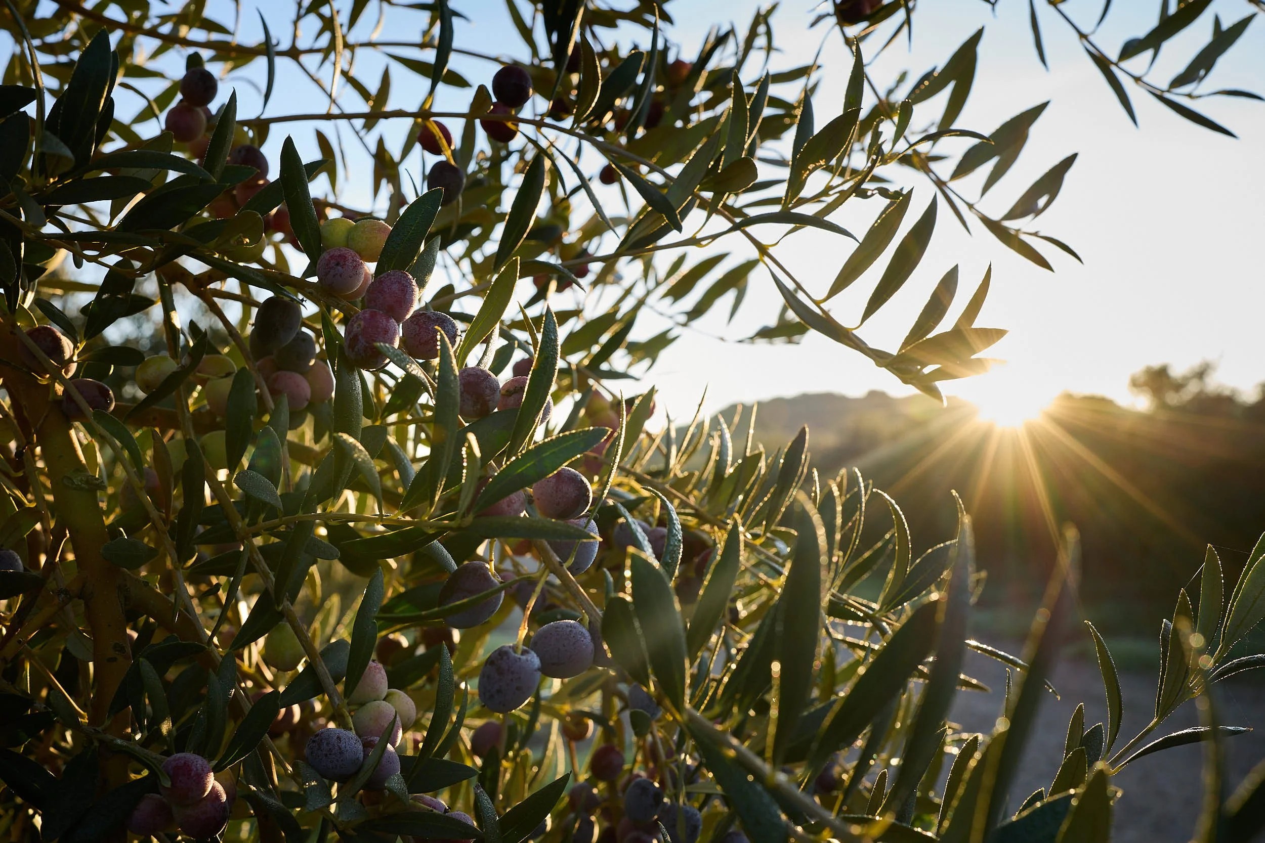 27/11/24 Cosecha de oliva, Trujal Hacienda Ortigosa, Calahorra (La Rioja), Spain. Photo by James Sturcke | sturcke.org