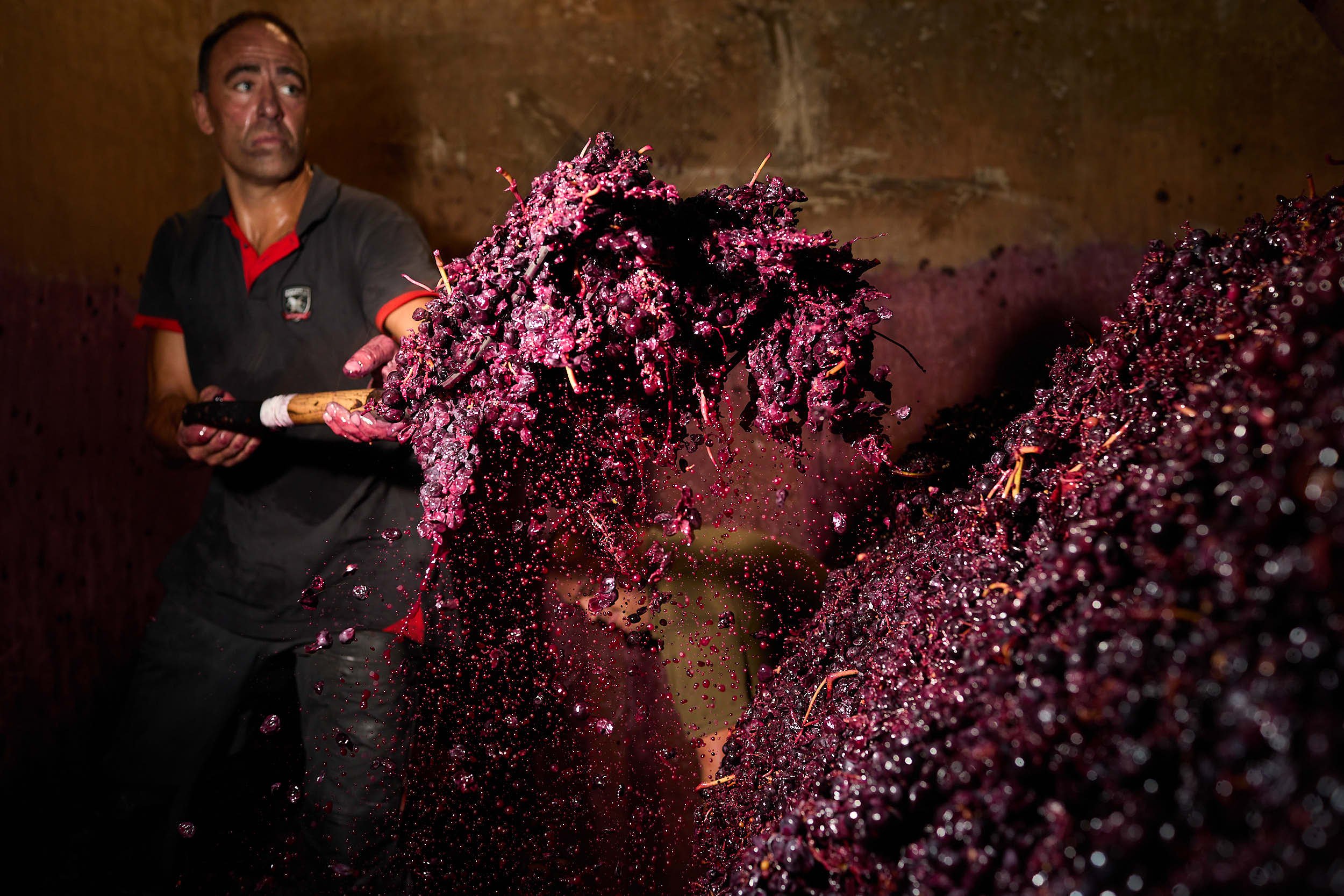 28/9/23 Treading grapes, Bodegas Abel Mendoza, San Vicente de la Sonsierra (La Rioja), Spain. Photo by James Sturcke | sturcke.org