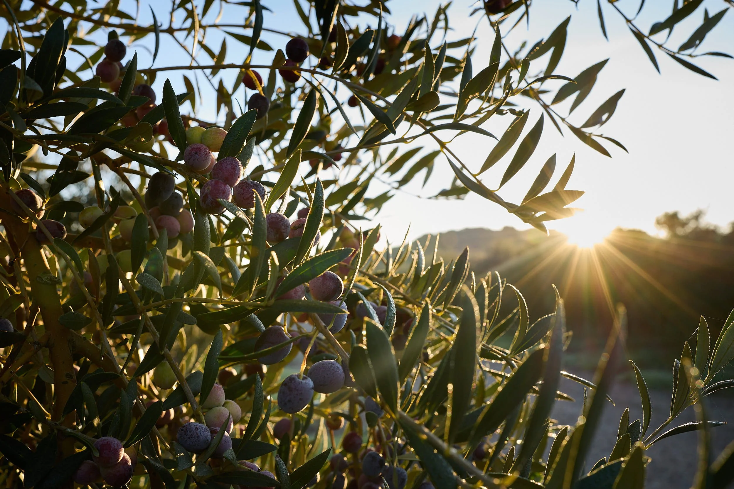 5/12/24 Olivos, Trujal Hacienda Ortigosa, Viana (Navarra), Spain. Photo by James Sturcke | sturcke.org