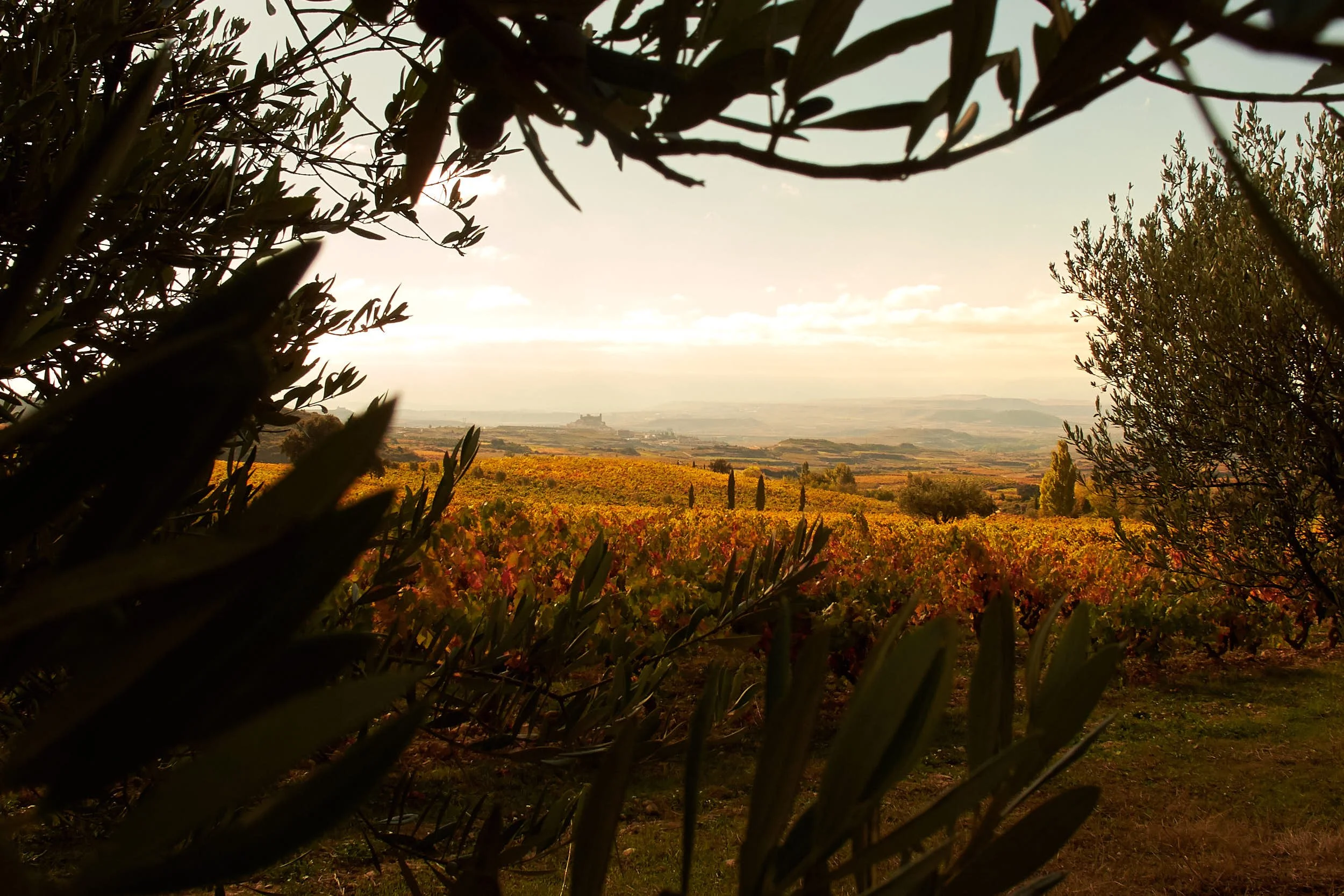 October 2010 View of Rioja vines at Bodegas Remelluri, Labastida, Basque Country, at harvest time.