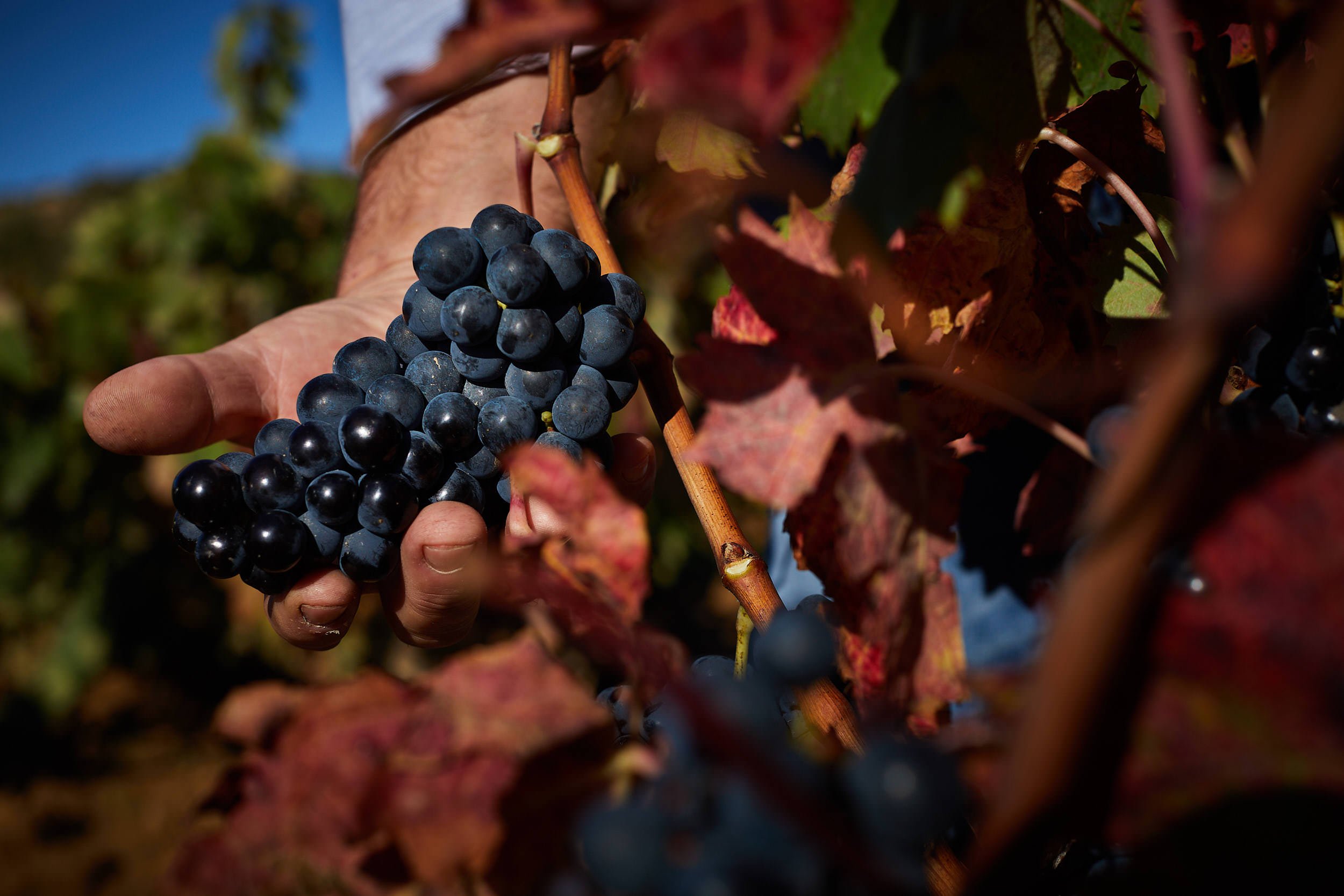 16/10/18 Harvest. Bodegas Exopto, Abalos (La Rioja) and Laguardia (Alava).  Photo by James Sturcke | sturcke.org