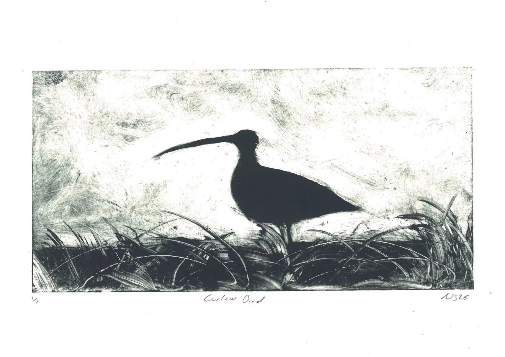 Curlew+bird+A4.jpg