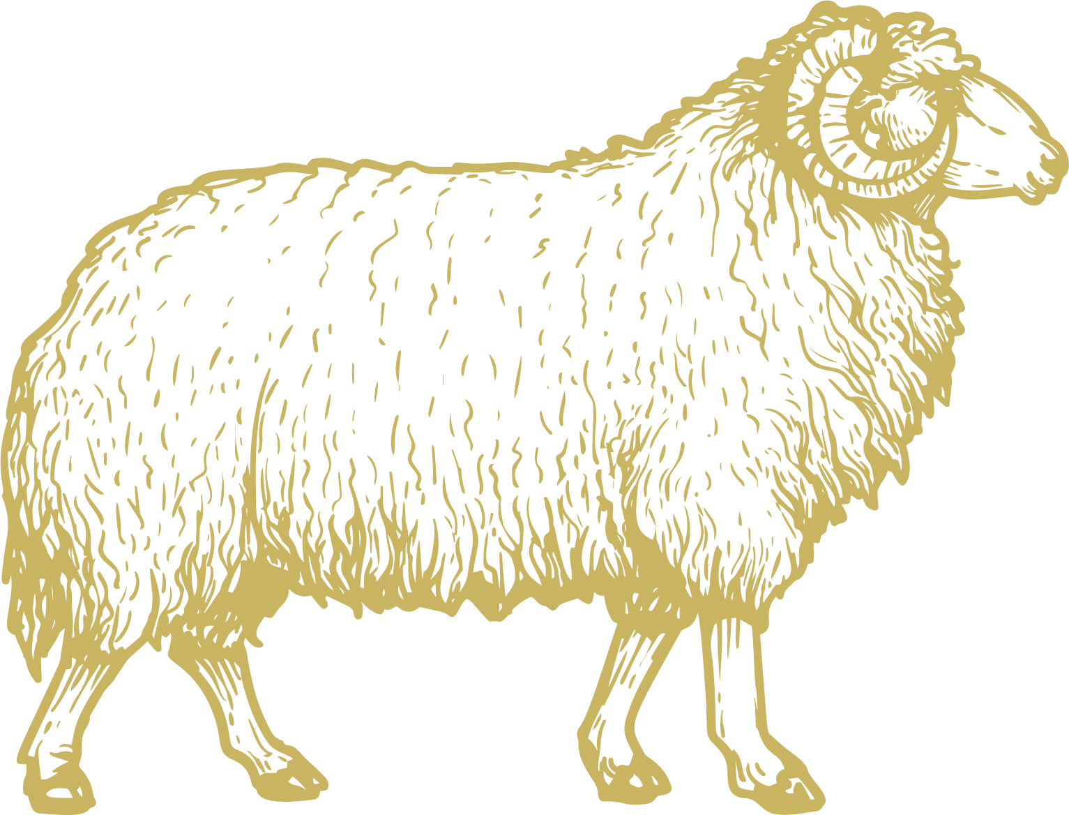 Illustration of gold ram for Rioni Hostel brand