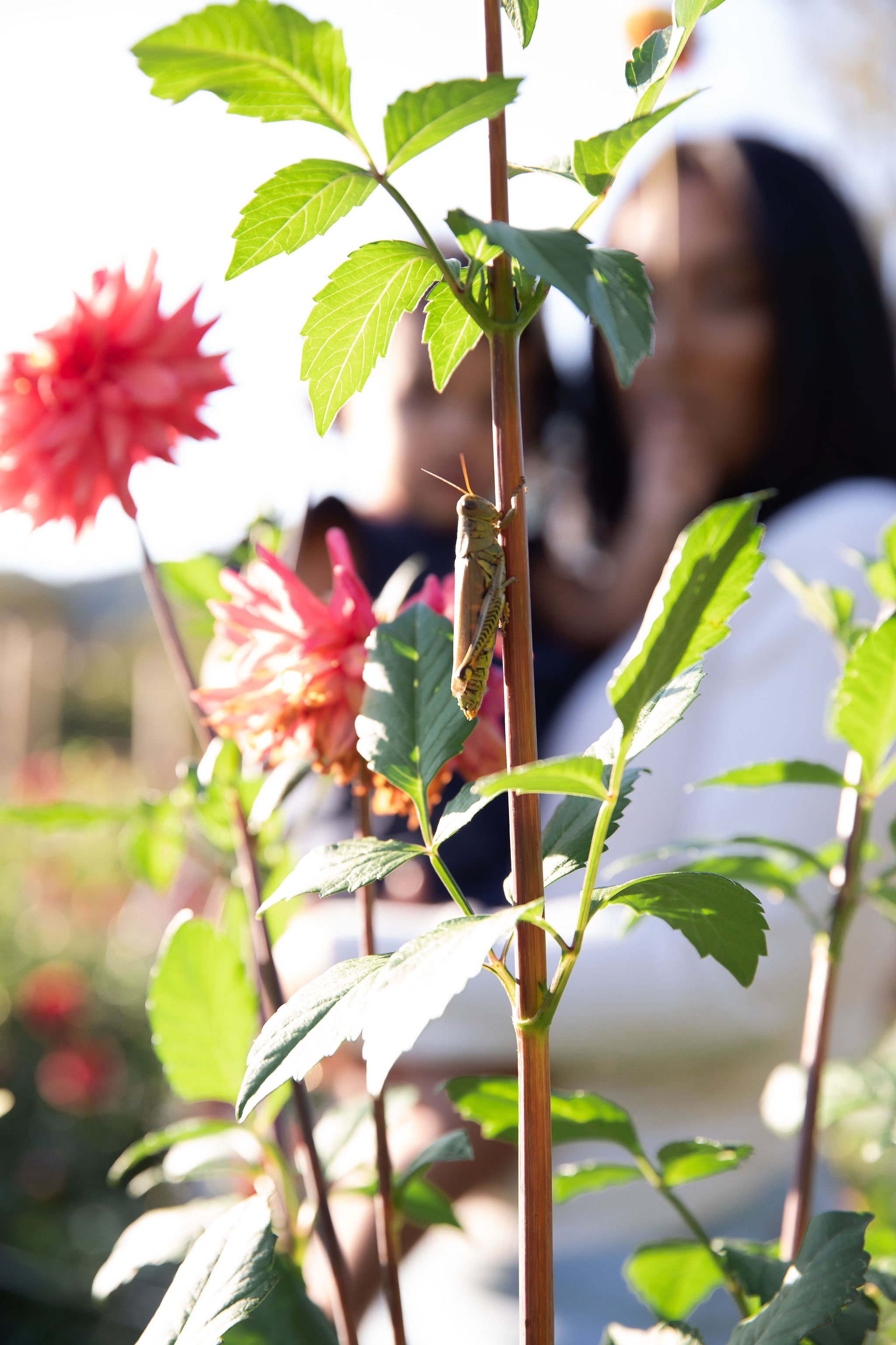 Reyes-Fall-Honeybee©HWP-15.jpg