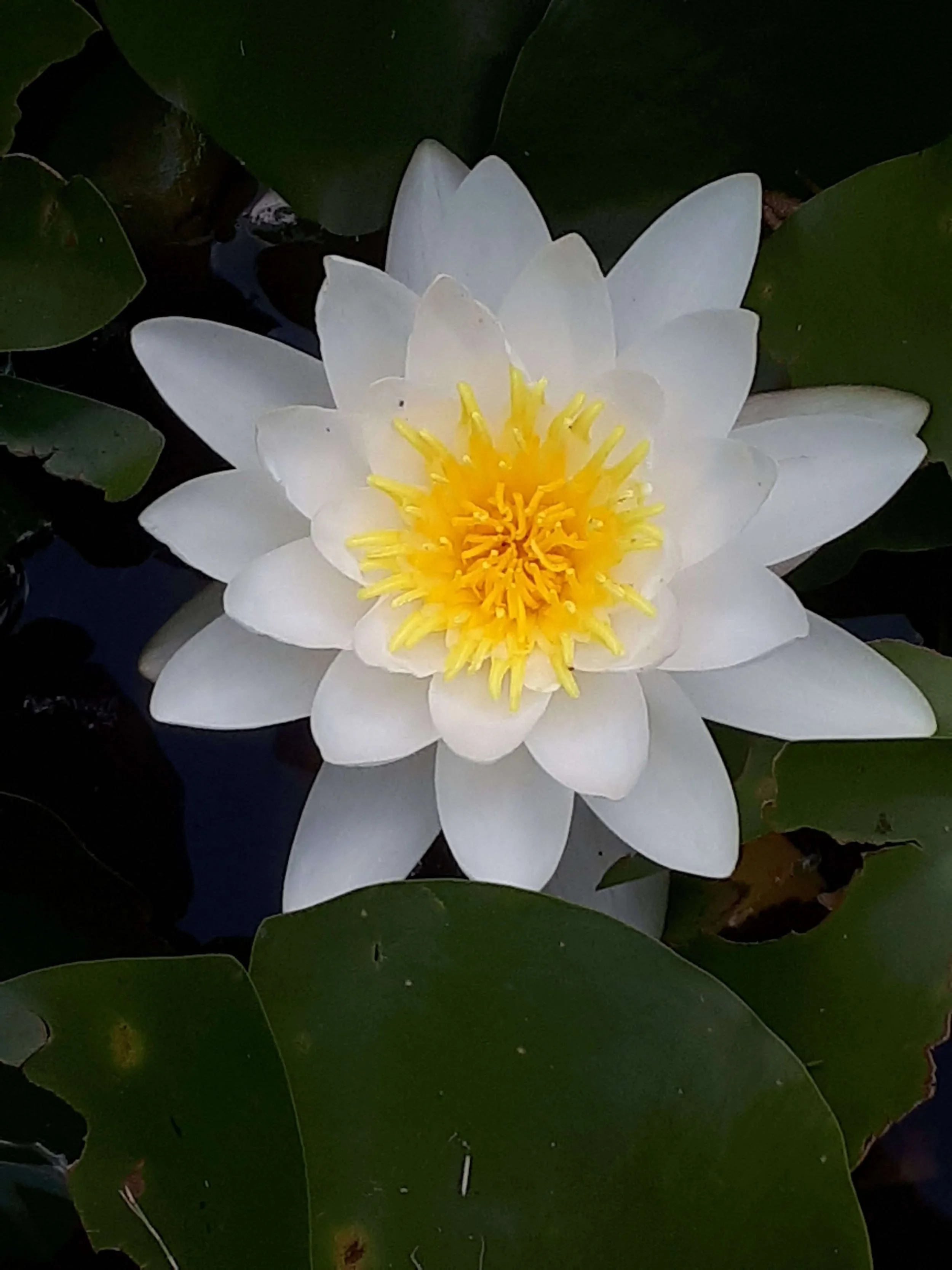 fleur de lotus blanche centre jaune ouverte rayonnante fleurissante