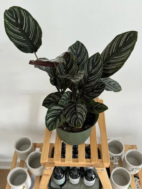 Calathea Ornata Pinstripe 6"
