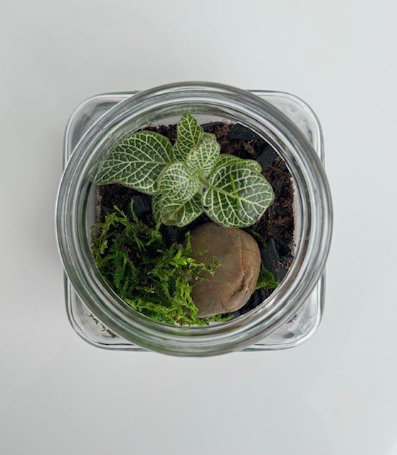 top view terrarium.jpg