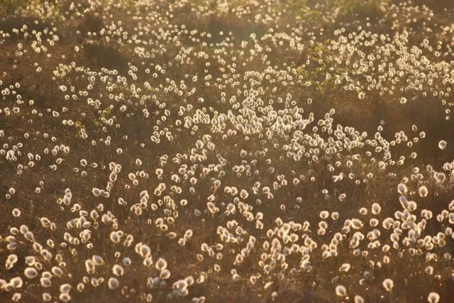 Eriophorum angustifolium Common Cottongrass 