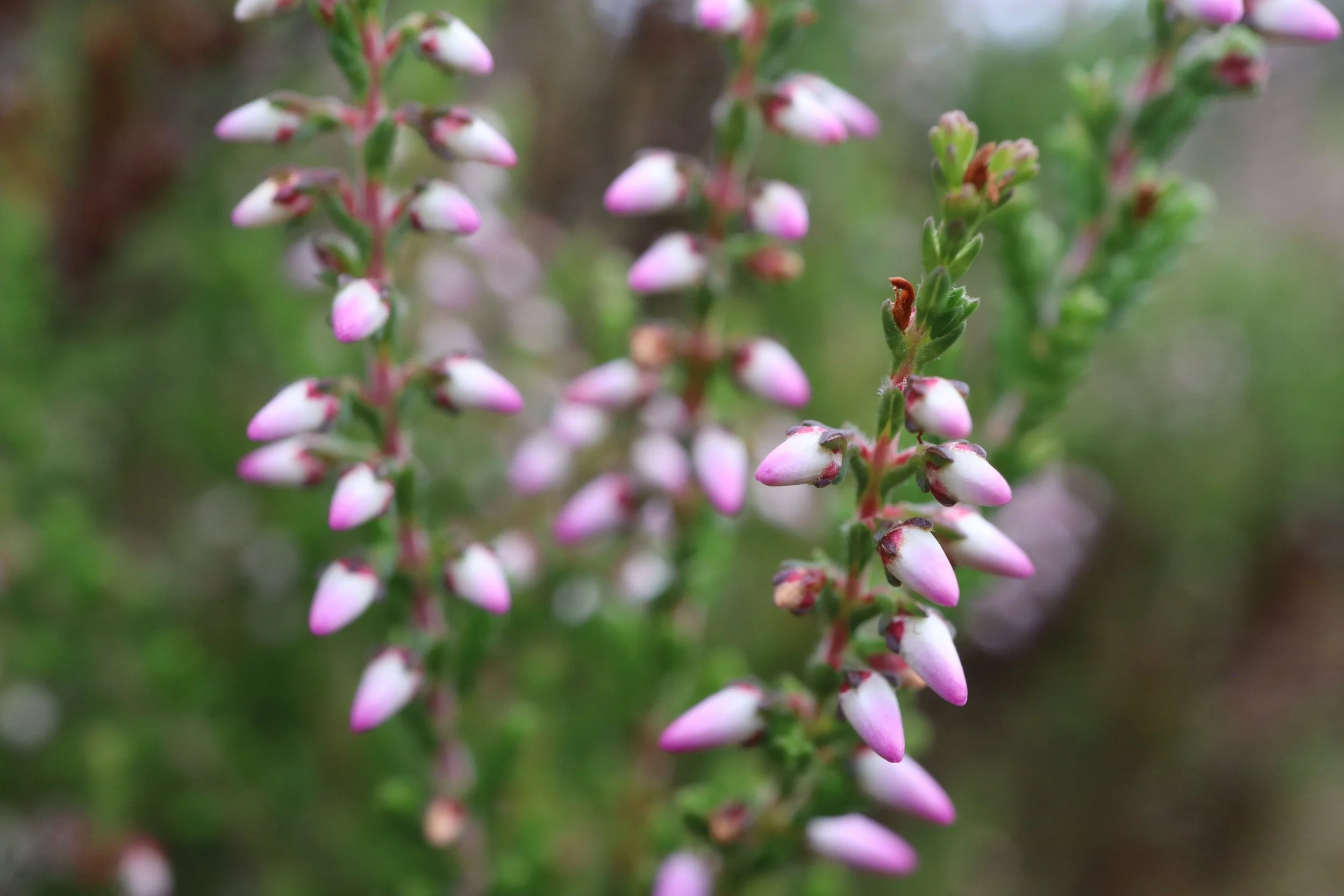 Calluna vulgaris Ling Heather