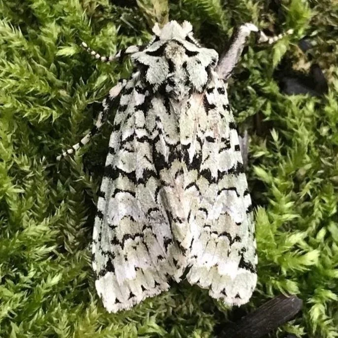 Merveille du Jour Moth