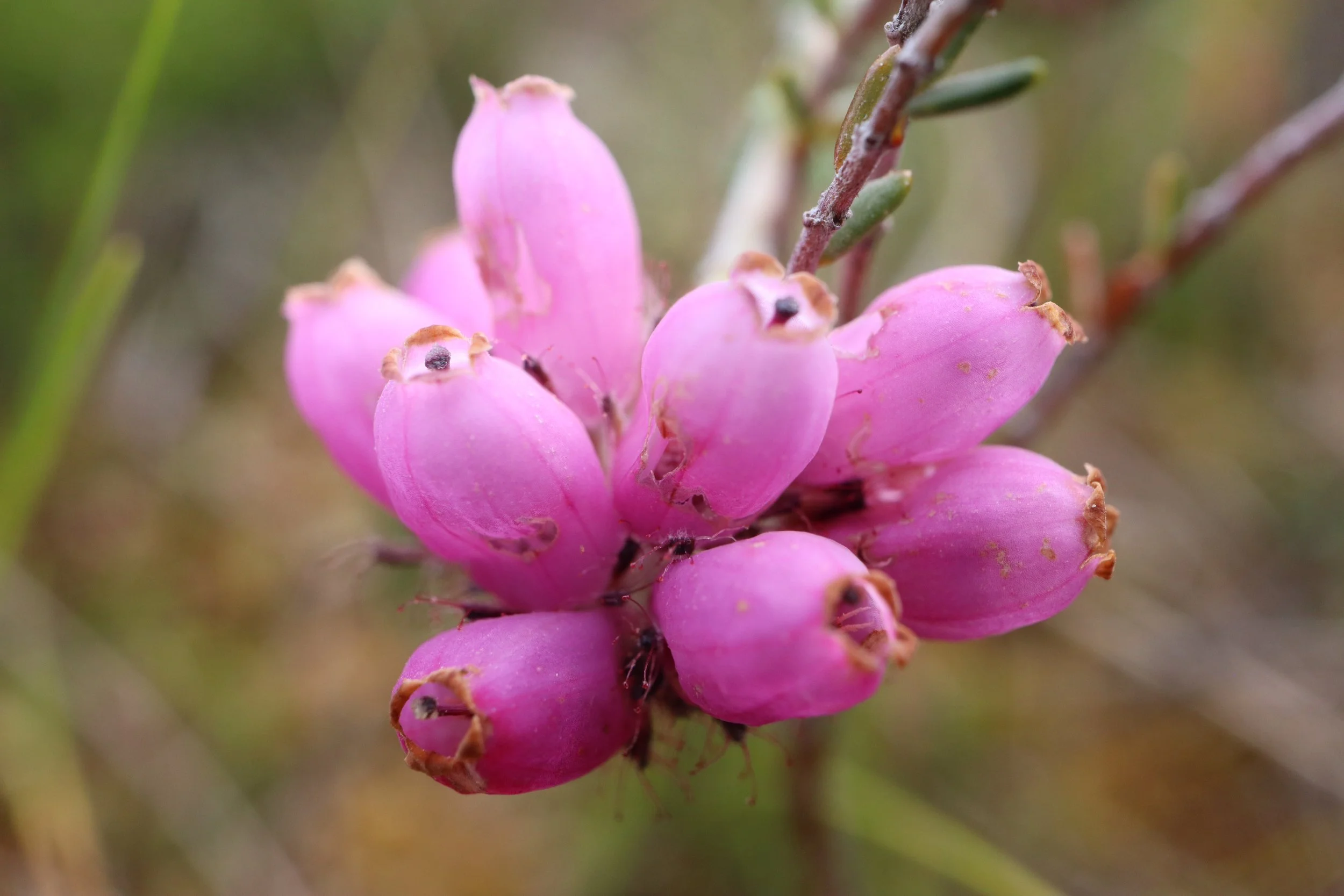 Erica tetralix Cross Leaved Heath