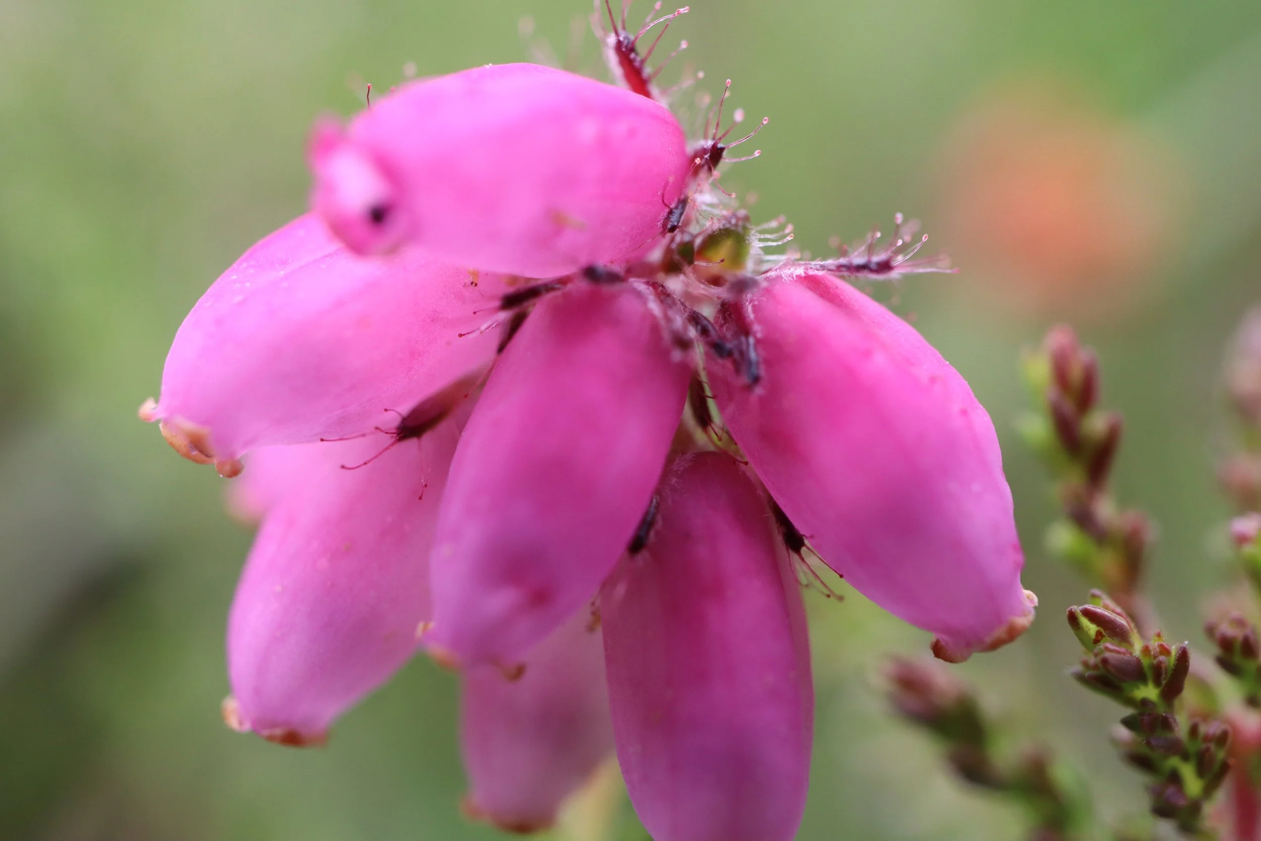 Erica tetralix Cross Leaved Heath