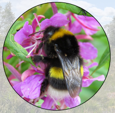 Killyconny Bog Bee Survey