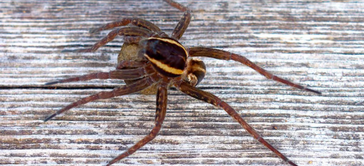 Spider Survey 2022 Killyconny