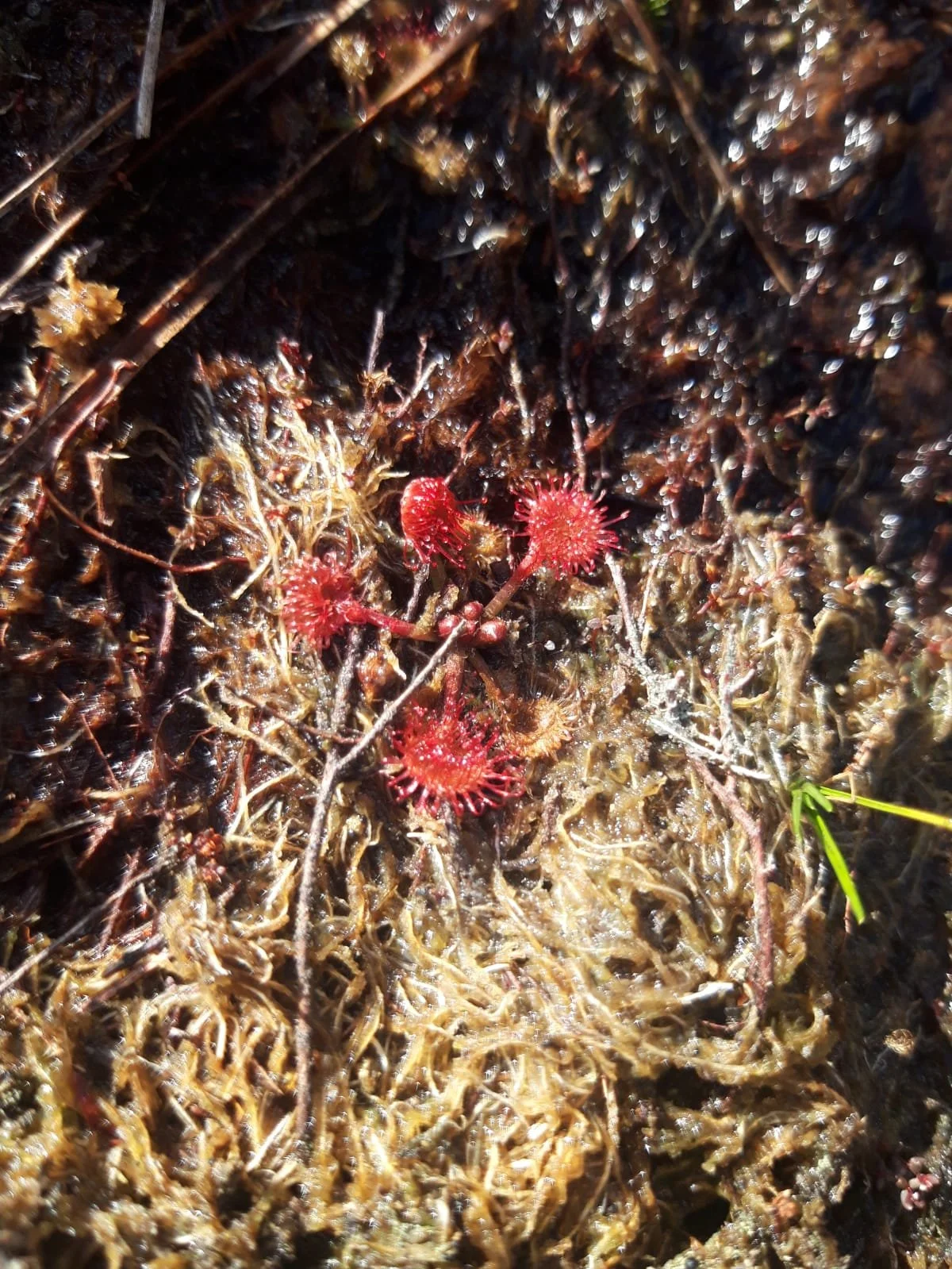 Round Leaved Sundew