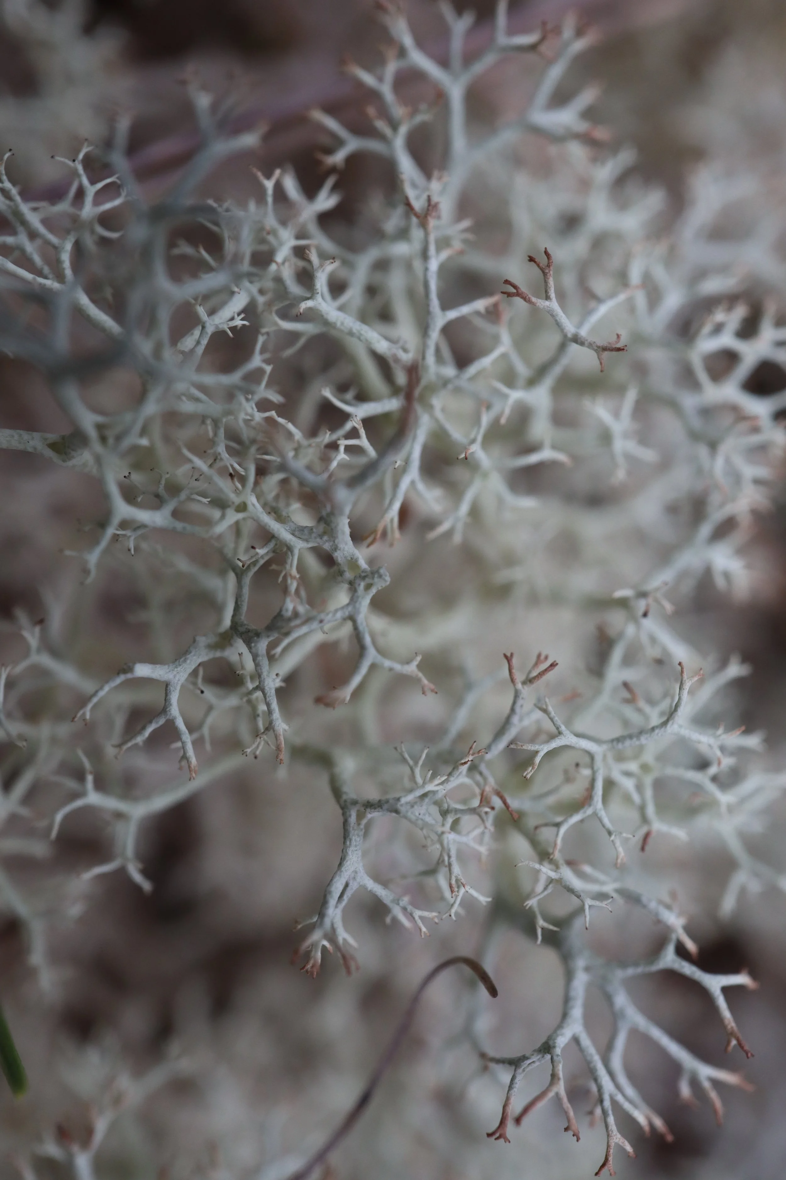 Cladonia Lichen(1)