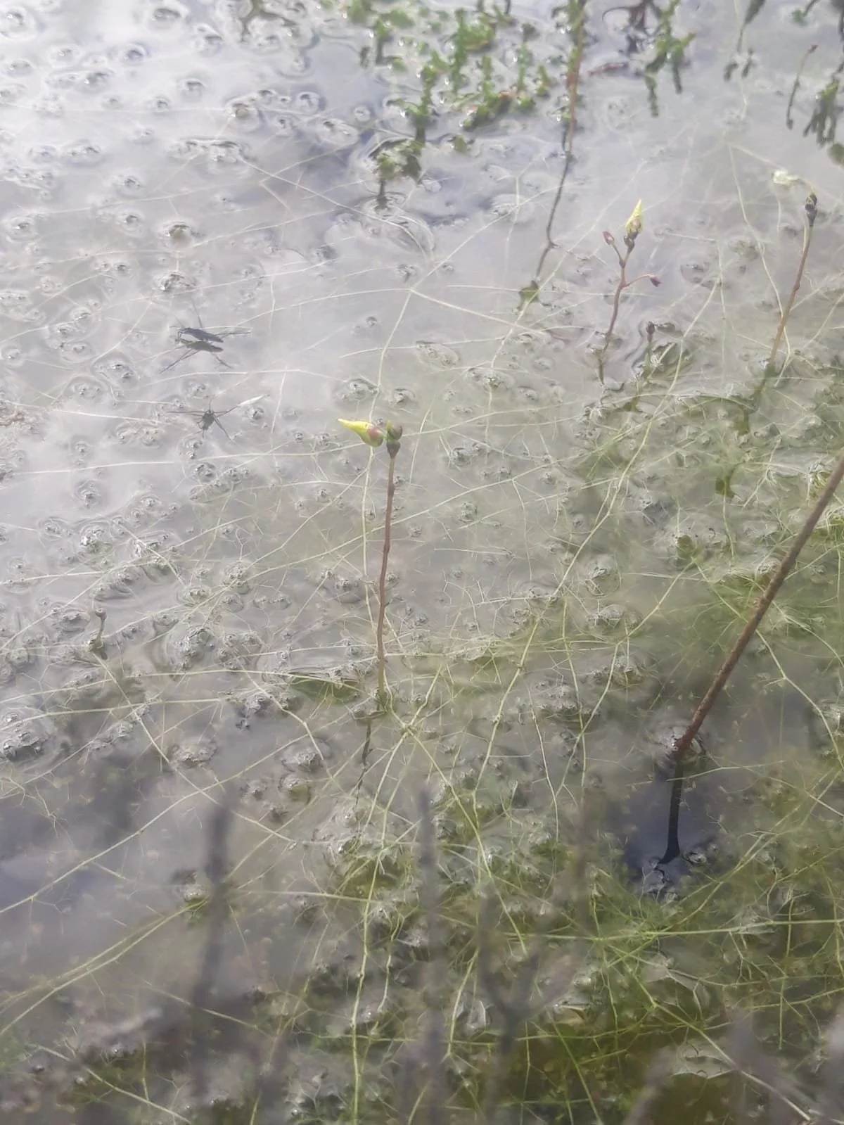 Lesser Bladderwort