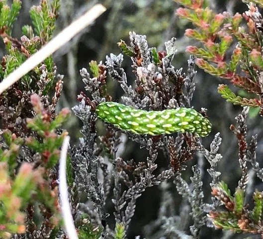 Caterpillar of the Beautiful Yellow Underwing Moth