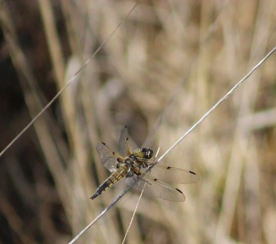 Four-Spotted Chaser Dragon Fly