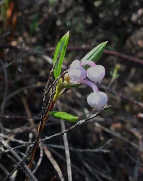 Bog Rosemary