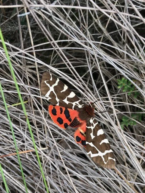 Garden Tiger moth