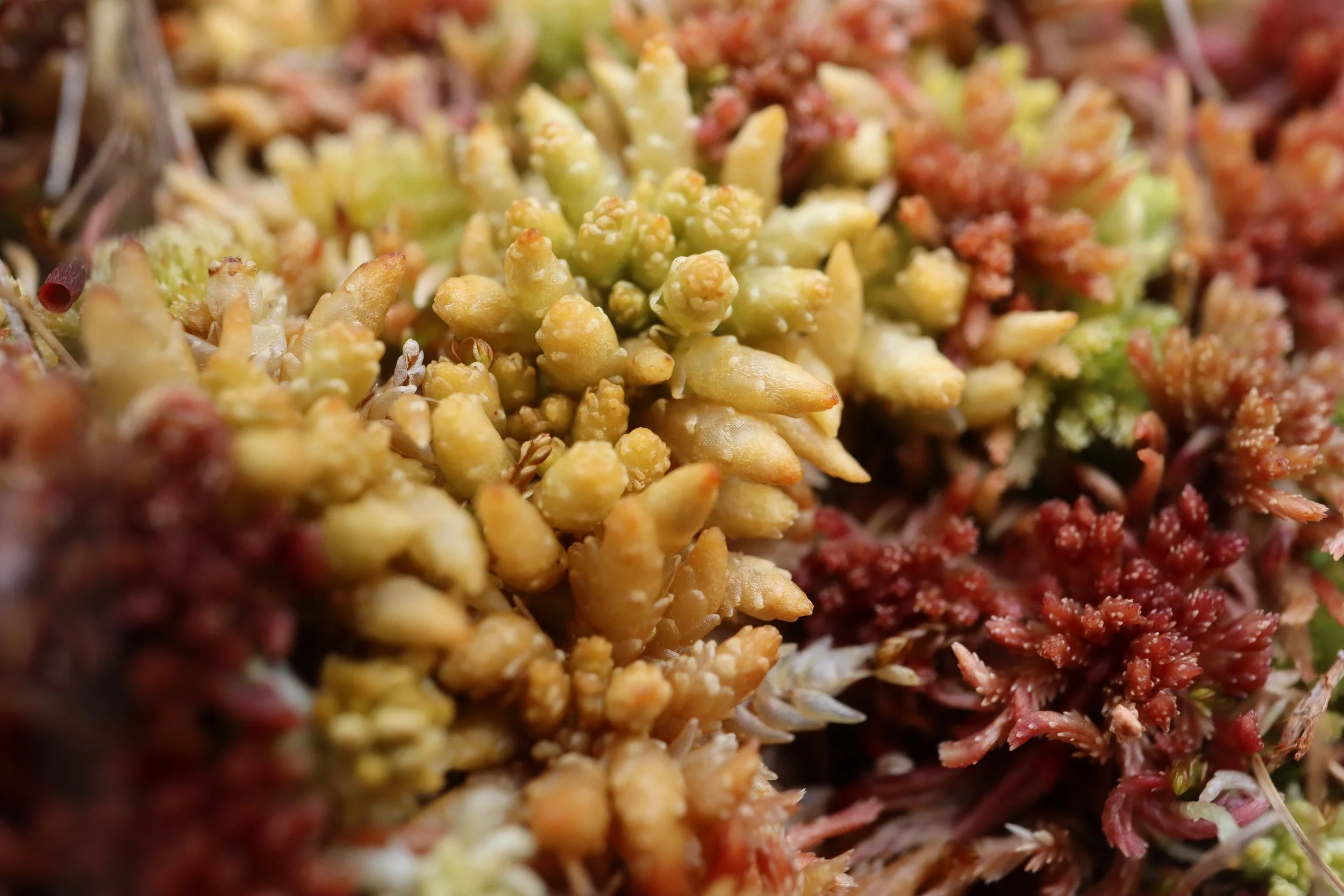 Sphagnum Moss