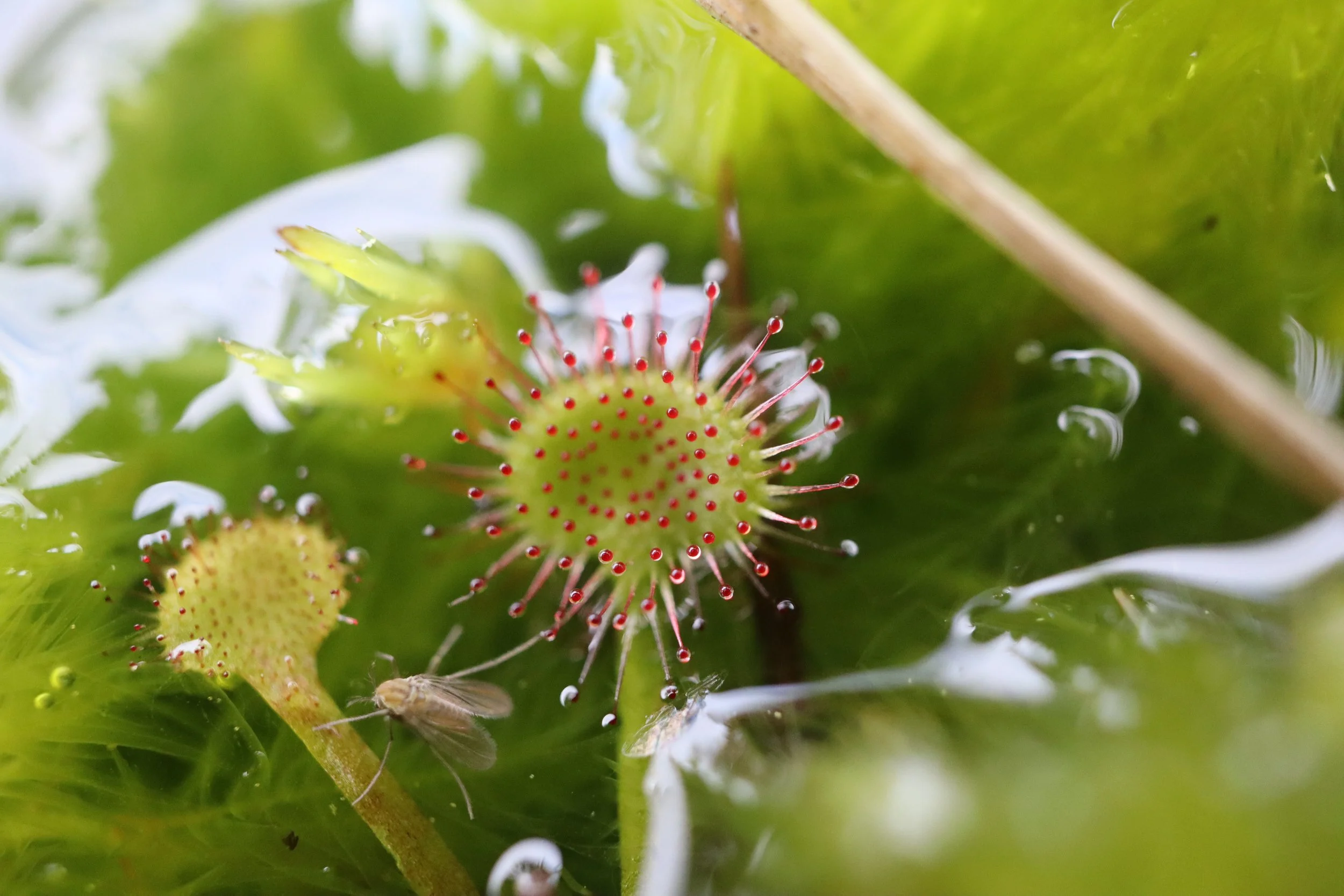 Round Leafed Sundew