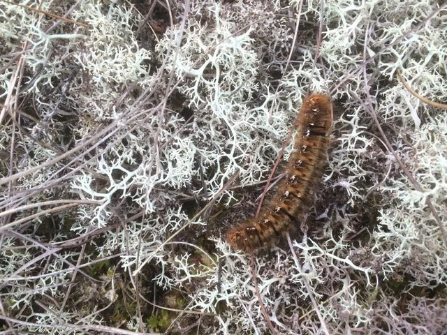 Northern Eggar Caterpillar