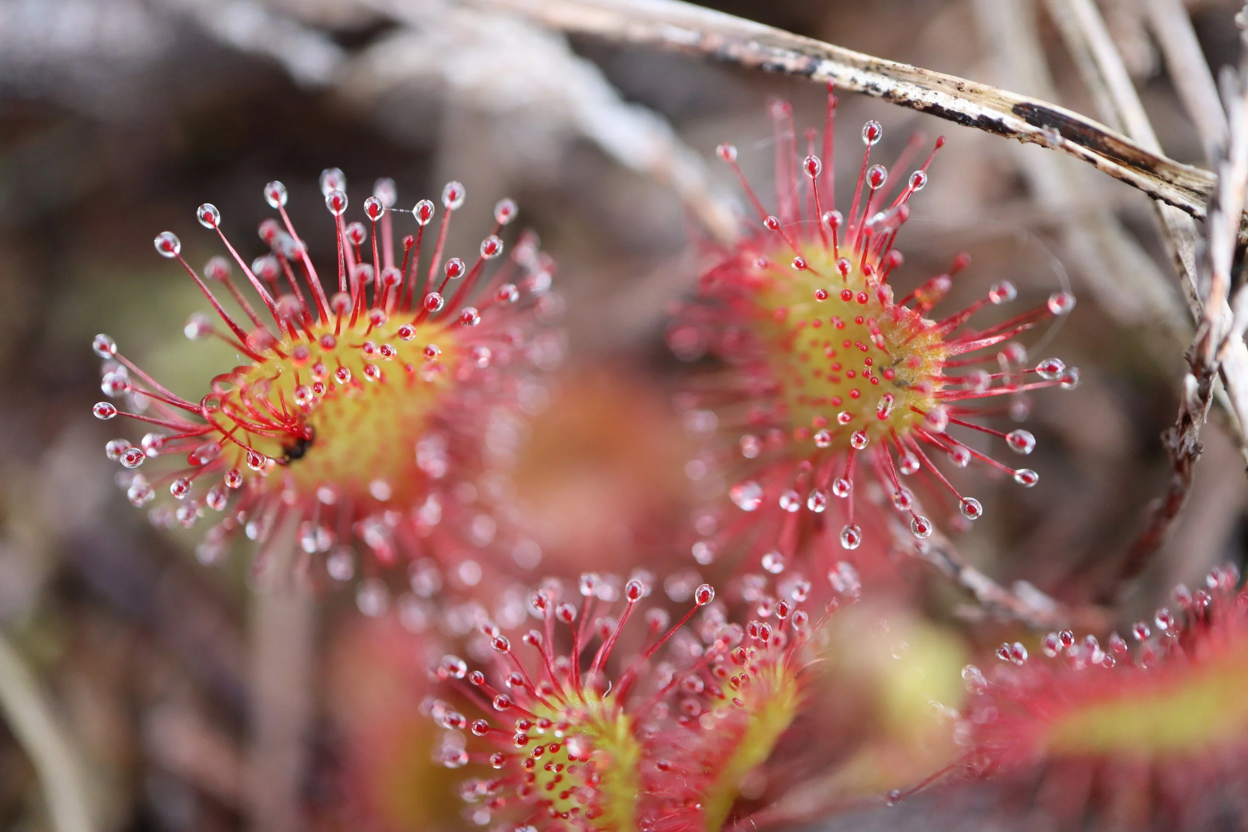 Drosera rotundifolia Round Leaved Sundew