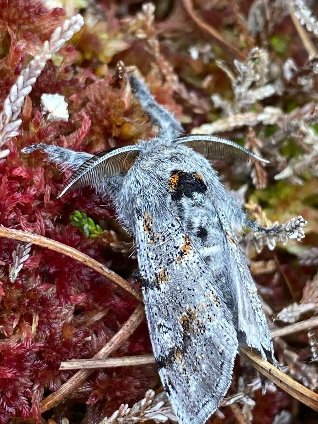 Dark Tussock Moth
