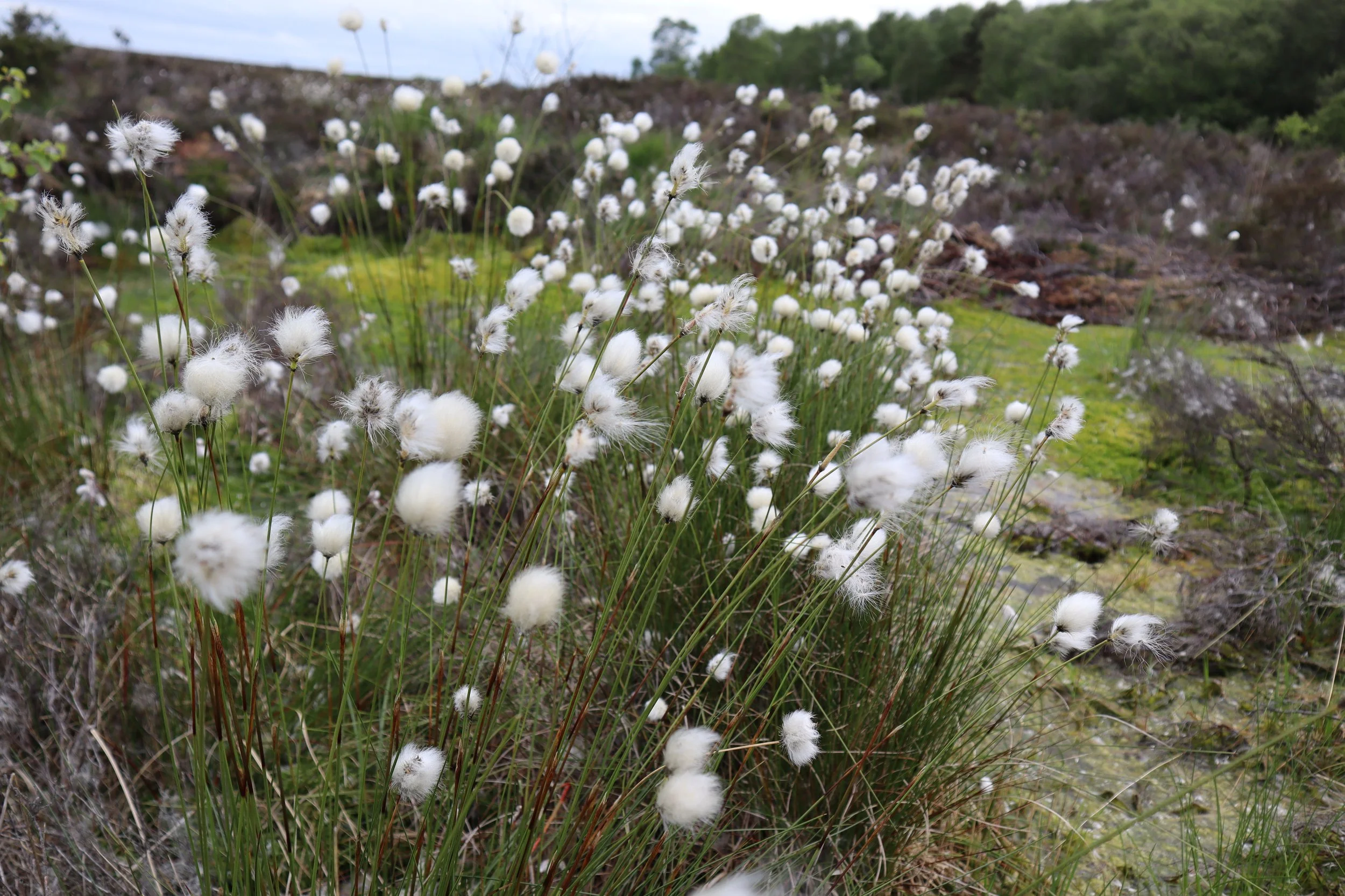 Bog Cotton Eriophorum angustifolium