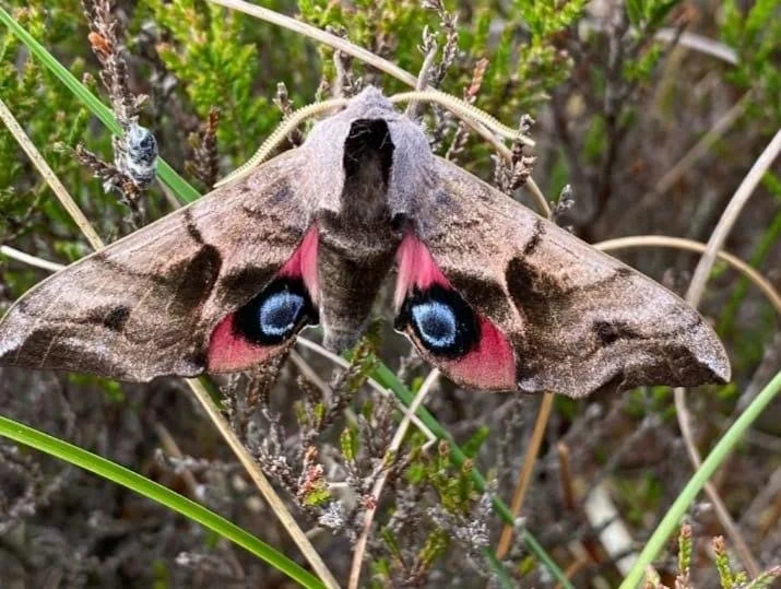 Eyed Hawkmoth