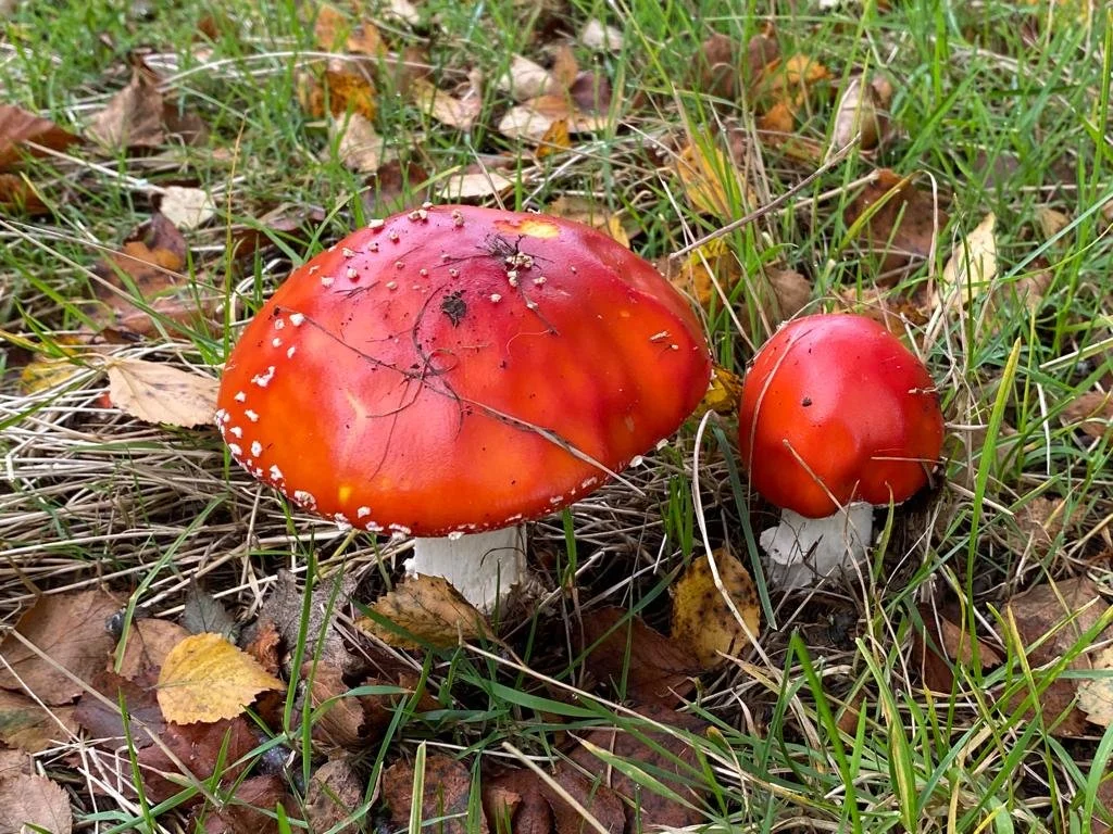 Fly Agaric