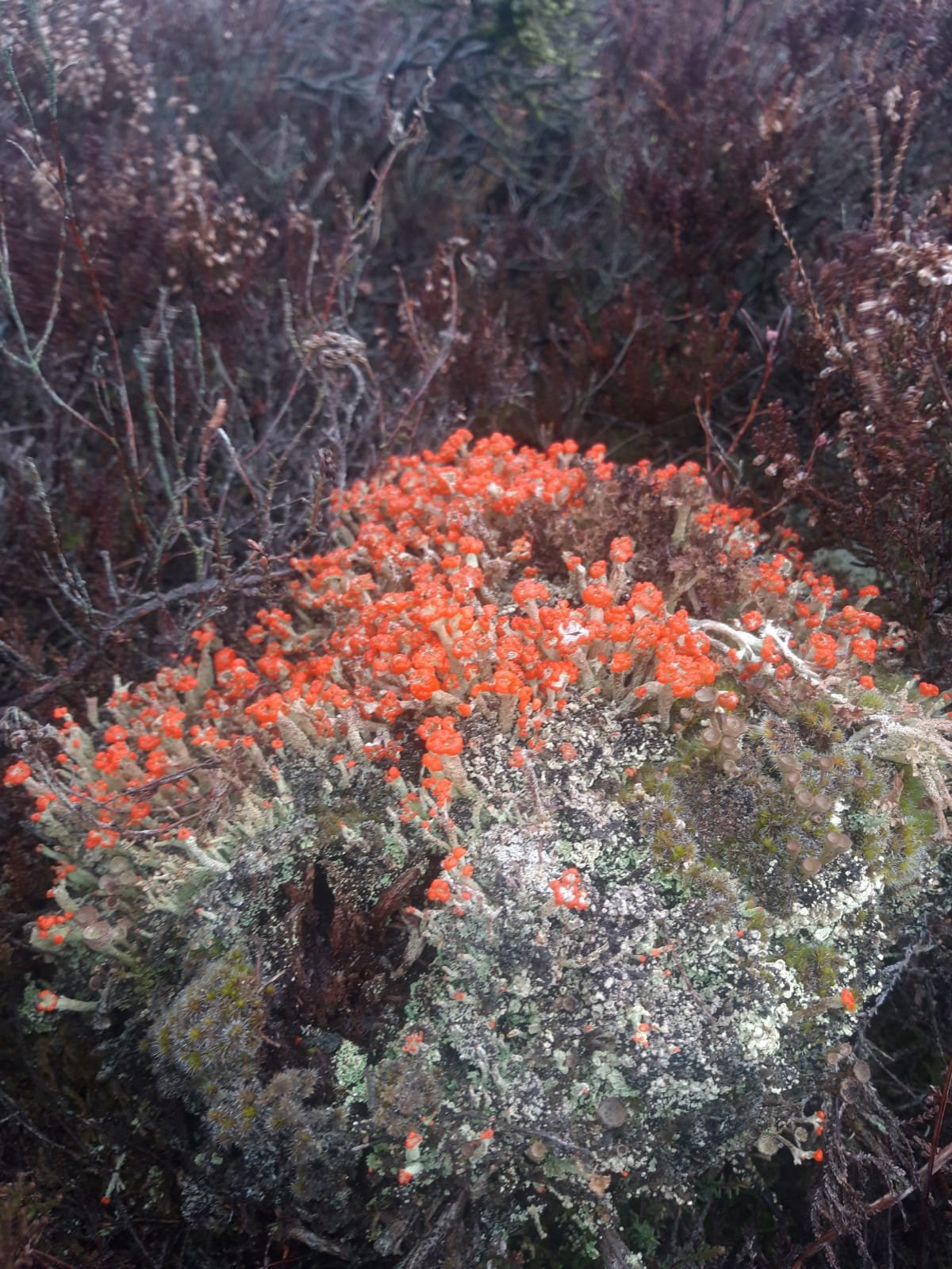 Matchstick Lichen