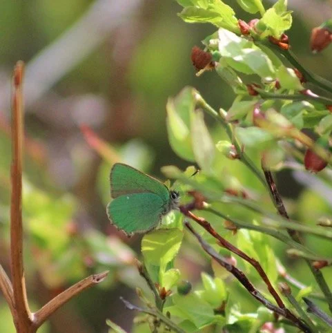 Green Hairstreak