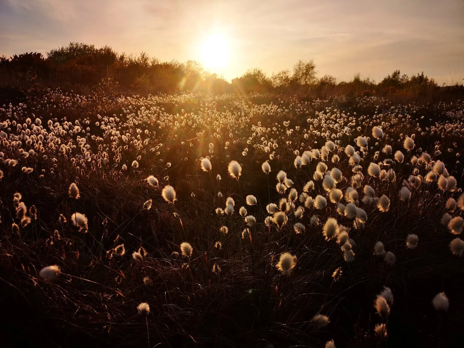 Bog Cotton