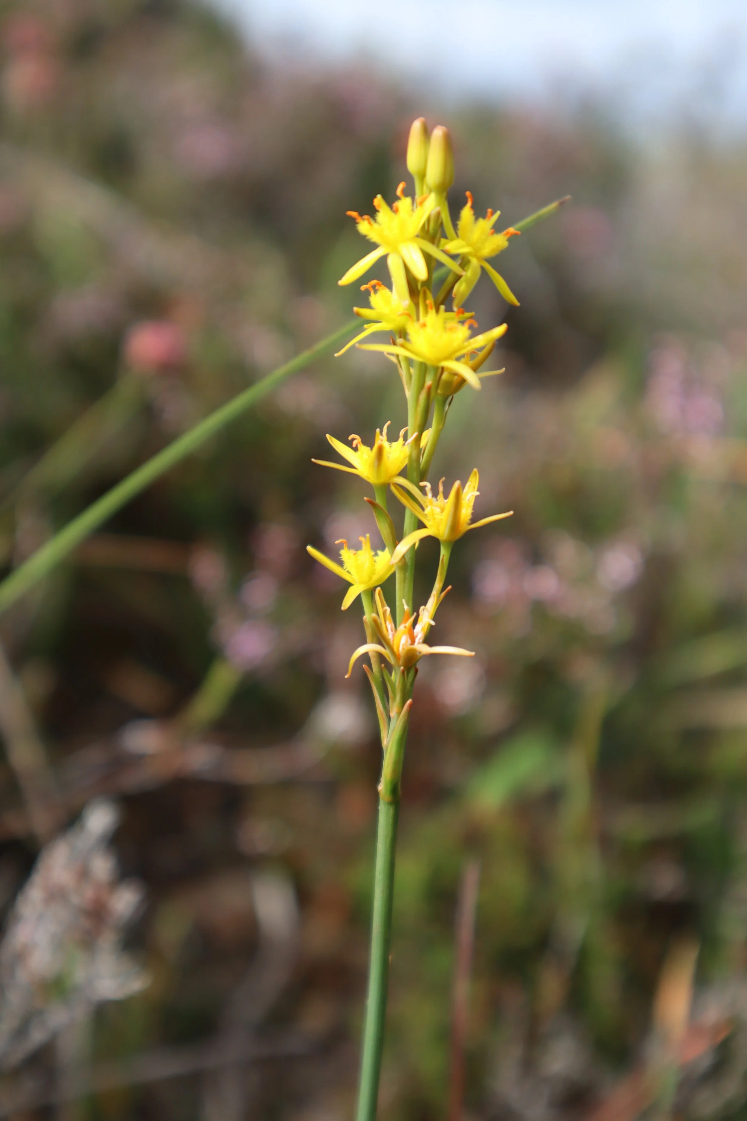 Narthecium ossifragum Bog Asphodel 