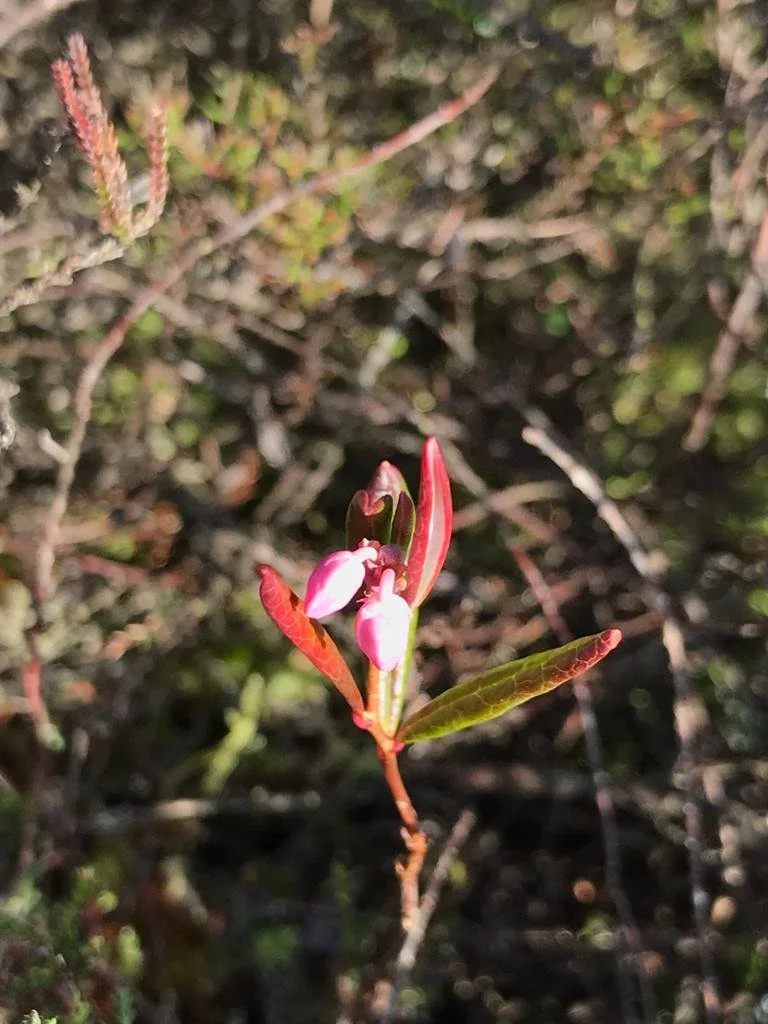 Bog Rosemary