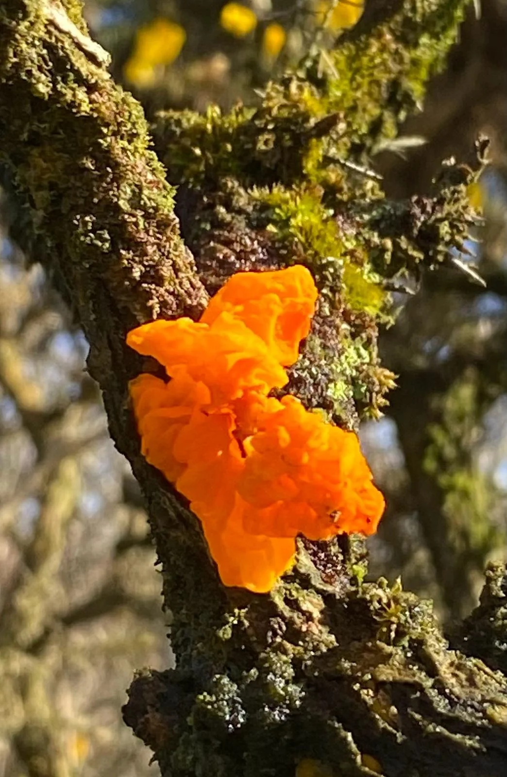 Tremella Mesenterica