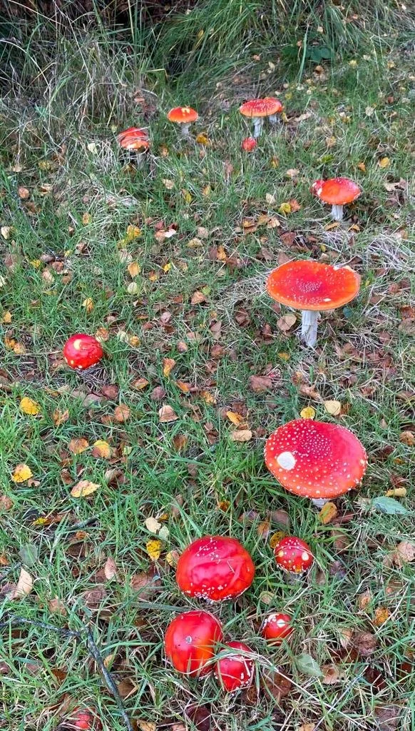 Fly Agaric