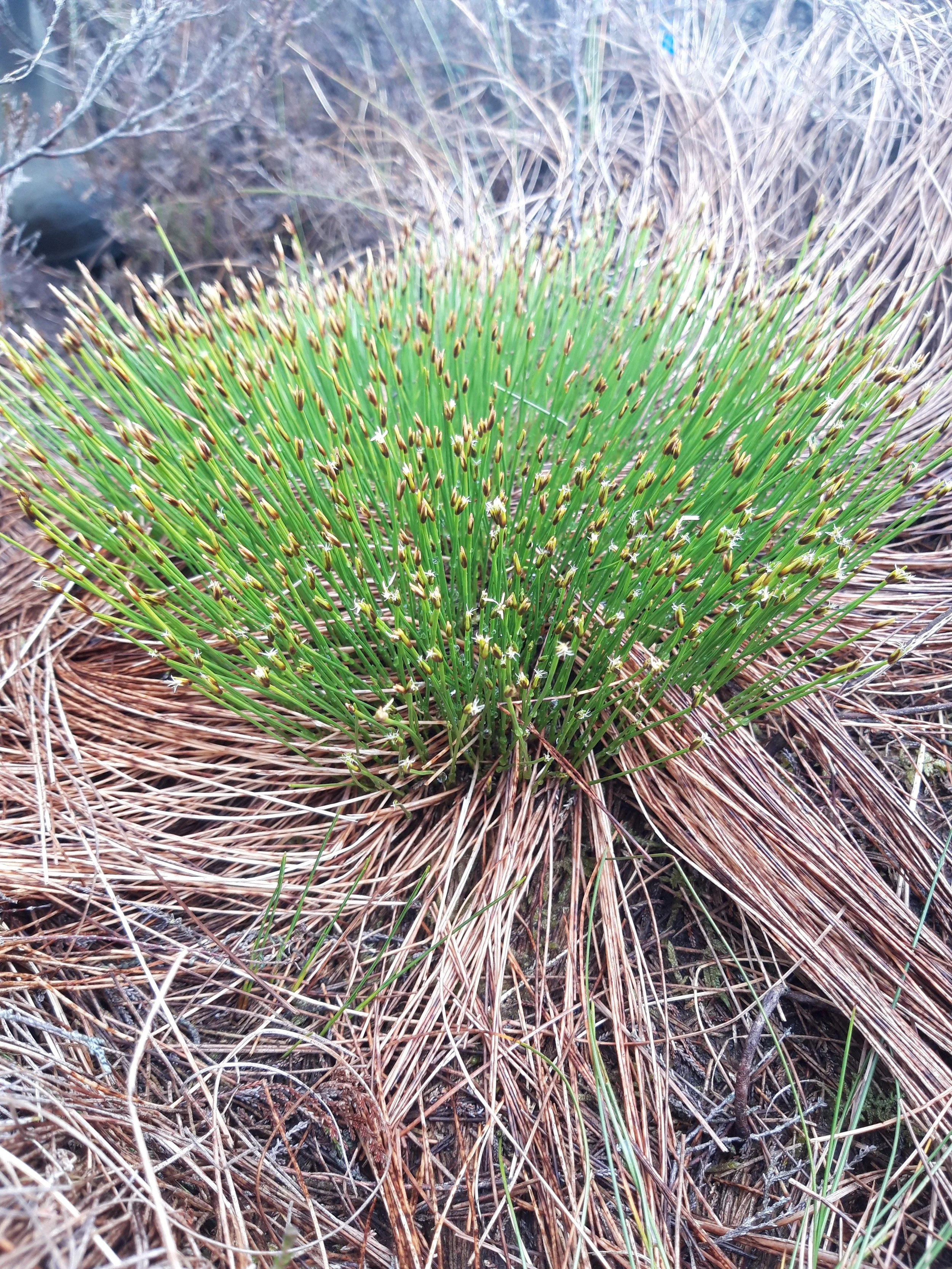 Andromeda polifolia Bog Rosemary 