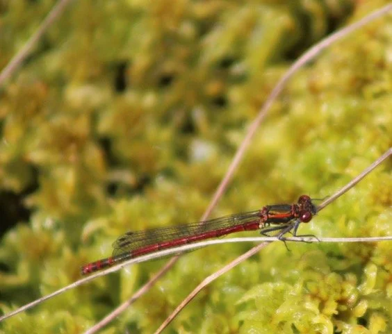 Large Red Damselfly