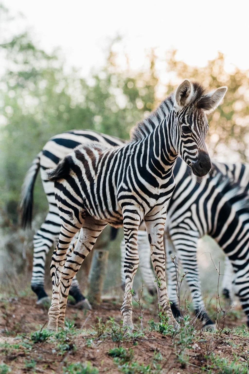 christinakarstphotography_krugernationalpark-13.jpg