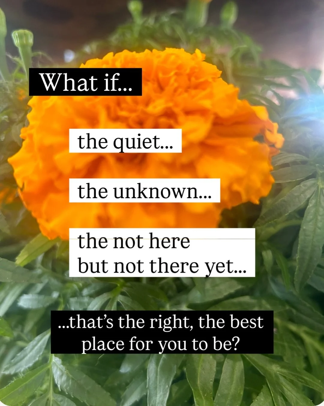 What if&hellip;

the quiet
the unknown
the not here but not there yet

&hellip;that&rsquo;s the right, the best place for you to be?

What if the quiet&hellip;
is 🌱 fertile 🌱?

What if the unknown&hellip;
is 🏗️ forming 🏗️?

What if the in-between