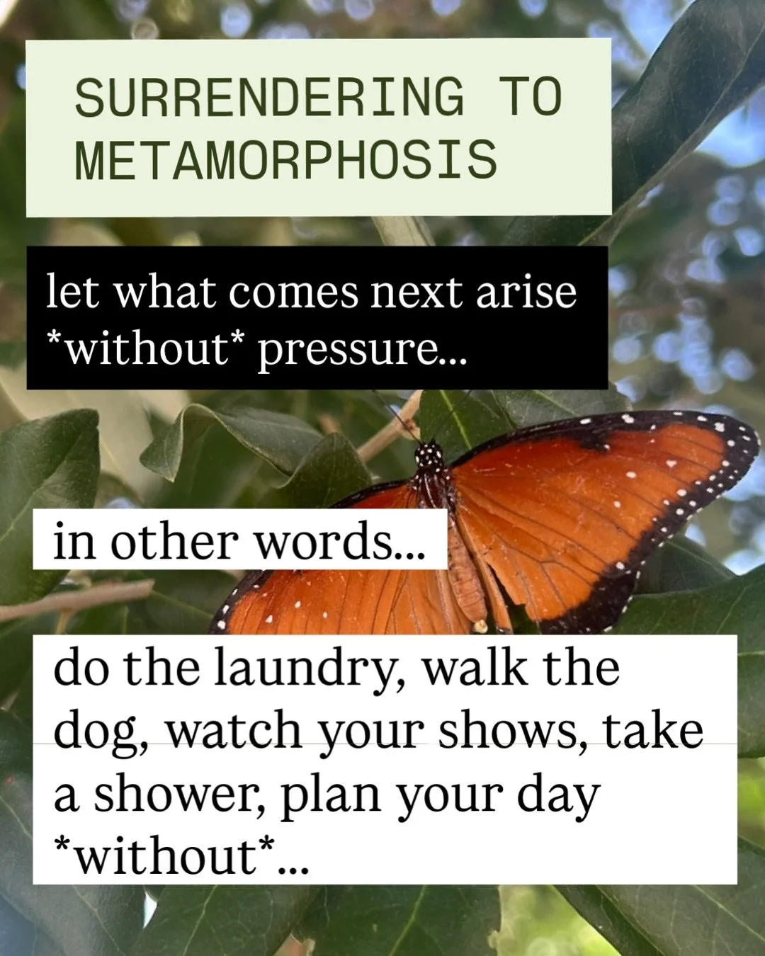Surrendering to metamorphosis 🦋

Let what comes next arise *without* pressure&hellip;

In other words:
Do the laundry, walk the dog, watch your shows, take a shower, plan your day&hellip;

*without*&hellip;

Worry about what action(s) you&rsquo;re *